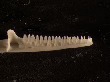 Media type: image;   Herpetology R-119709